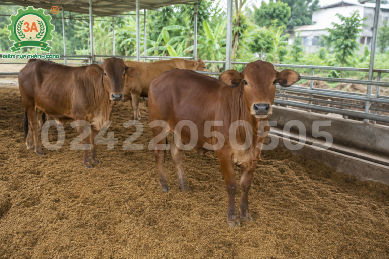Chọn Công Suất Máy Băm Xơ Dừa Cho Trại Bò 20-50 Con: Hướng Dẫn Tính Đúng, Tránh Lãng Phí